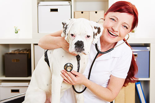Boost the basics - Tierärztin hört Hund mit Stetoskop